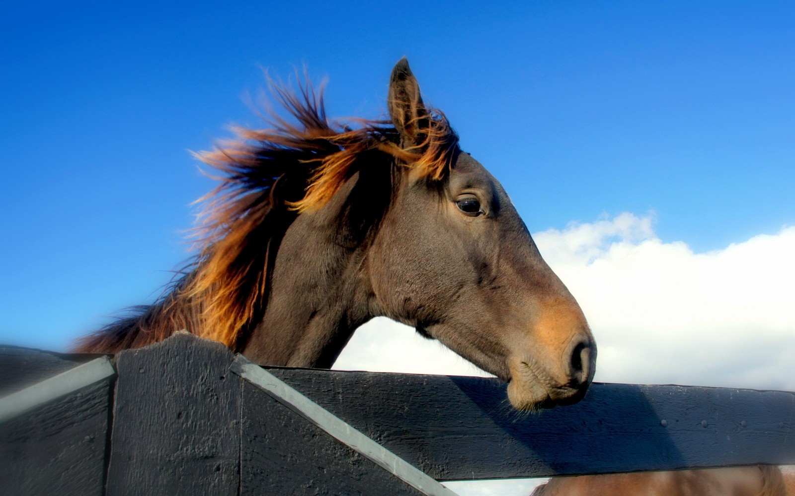 Hay un caballo que está mirando por una cerca (caballo, melena, caballo mustang, semental, yegua)