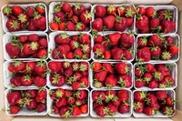 Fresas recién cosechadas en envases ecológicos, mostrando bayas rojas vibrantes perfectas para postres y batidos.