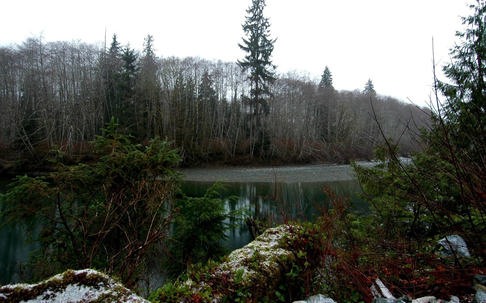 Trees and bushes are in the foreground of a lake and a forest (nature reserve, vegetation, ecosystem, spruce fir forest)