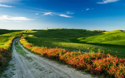 Sentier vibrant à travers les collines ondulantes et les fleurs sauvages