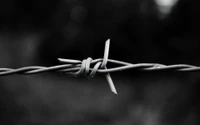 black and white, barbed wire, wire fencing, fence, monochrome