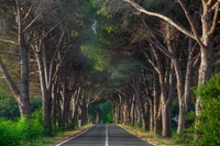 Route sereine bordée d'arbres à travers le bois