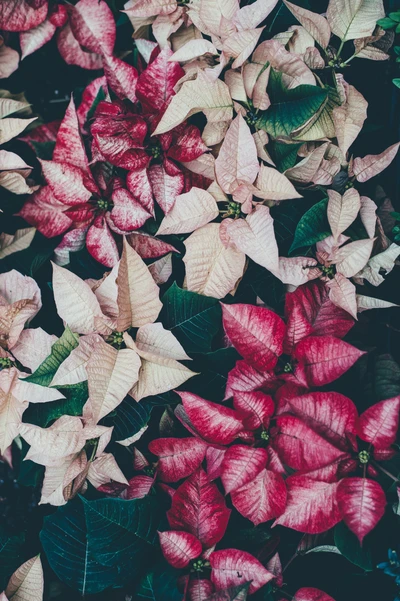 Vibrant Poinsettia Leaves and Petals in Varied Shades of Pink and Green