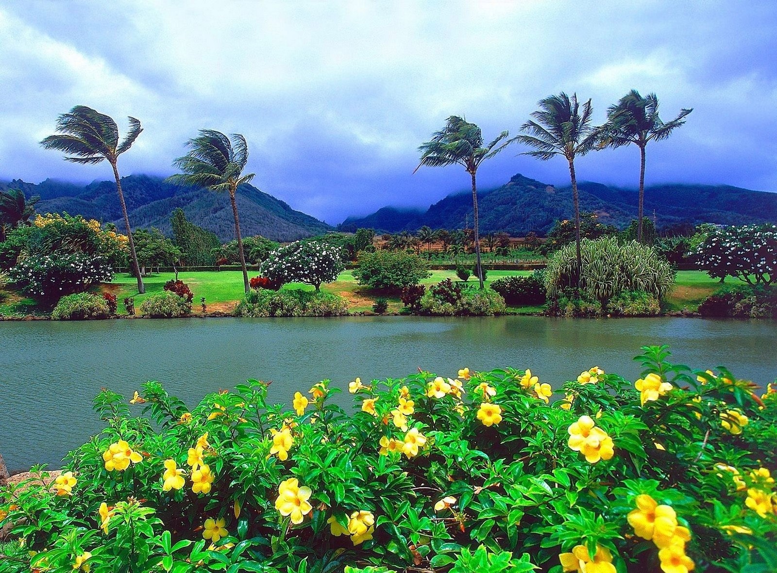 Des fleurs jaunes fleurissent devant un lac et des montagnes (oahu, kauai, voyage, nature, végétation)