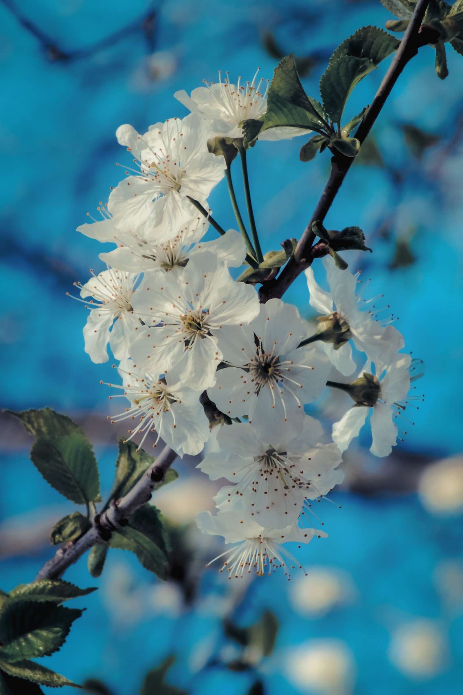 There is a white flower on a tree branch against a blue sky (flower, spring, plant, blossom, branch)