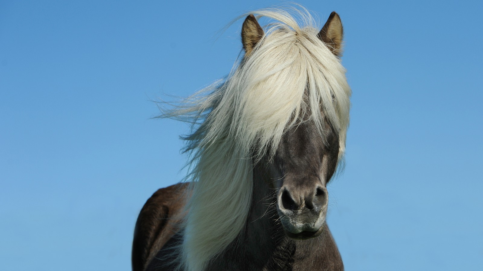 There is a black horse with a white mane standing in a field (horse, mane, mustang horse, snout, stallion)