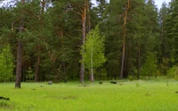 Üppige grüne Wiese, umgeben von hohen Nadelbäumen in einem Naturschutzgebiet