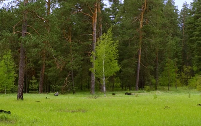 Пышный зеленый луг, окруженный высокими хвойными деревьями в природном заповеднике