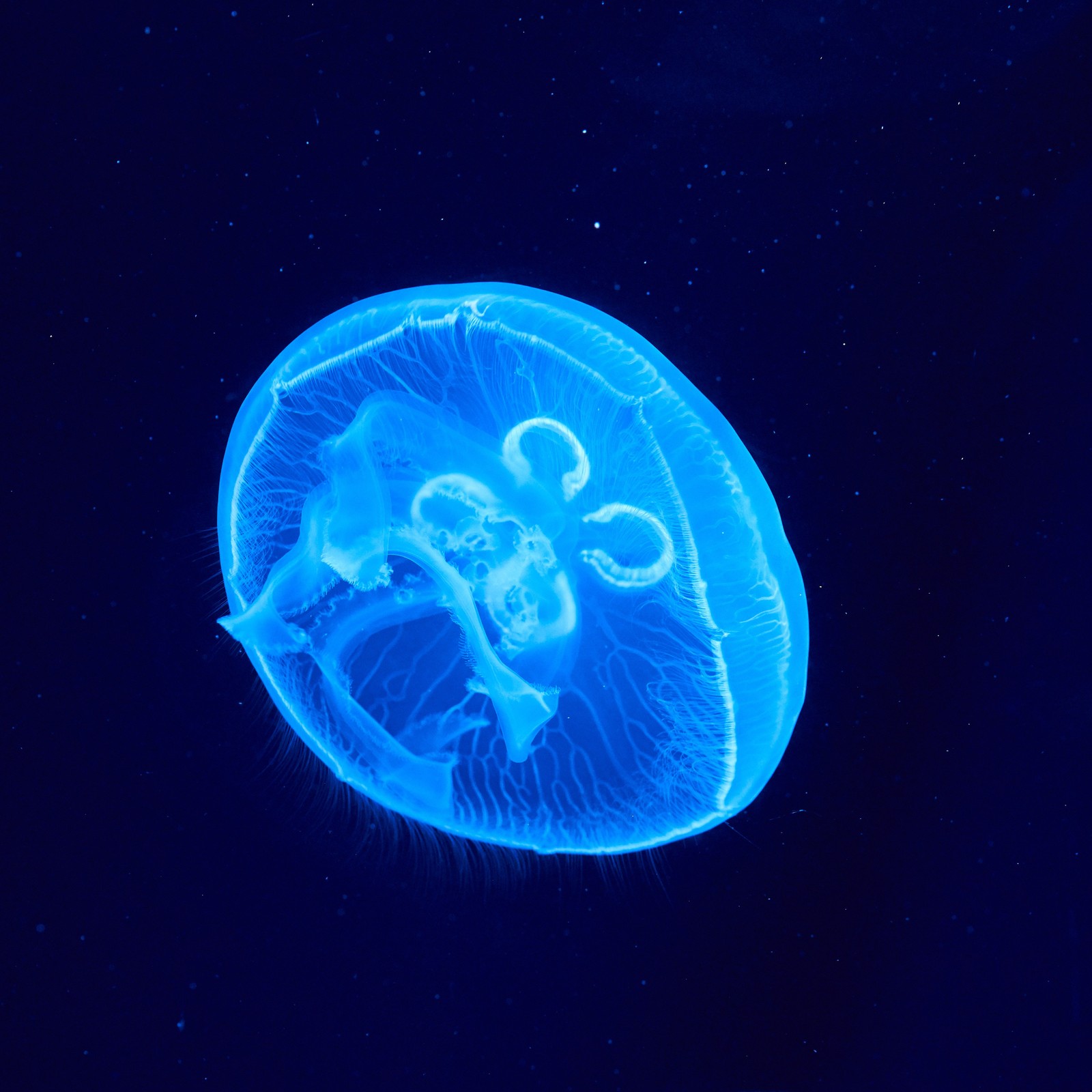 Medusas árabes no escuro com um brilho azul (água viva, cnidários, biologia marinha, terra, invertebrados marinhos)