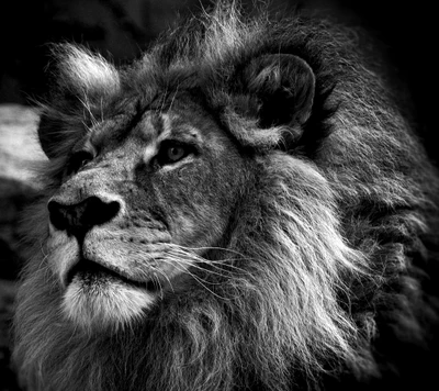 Majestuoso rey león negro en monocromo