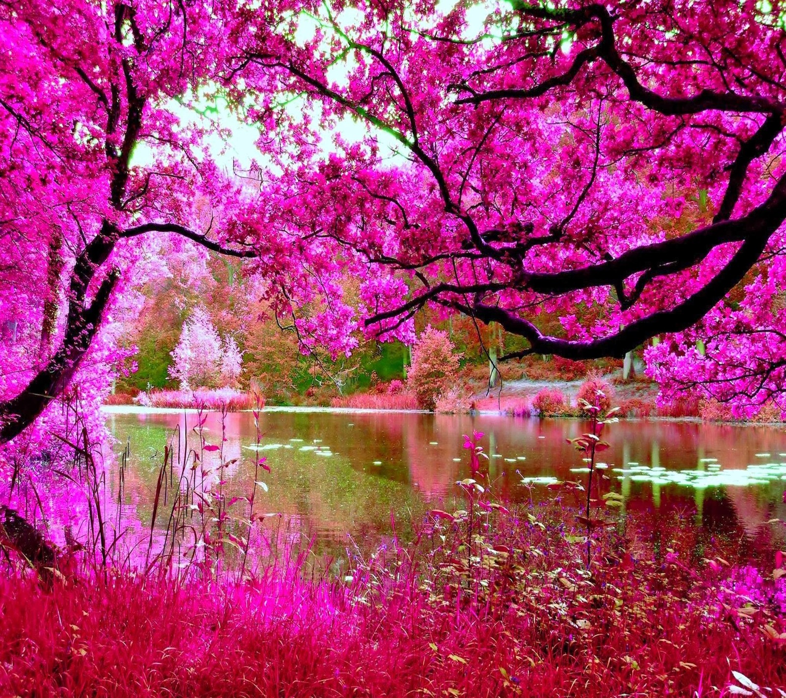 Un arbre rose au premier plan d'un étang et un arbre rose en arrière-plan (nature, sympa, pinky, vue)