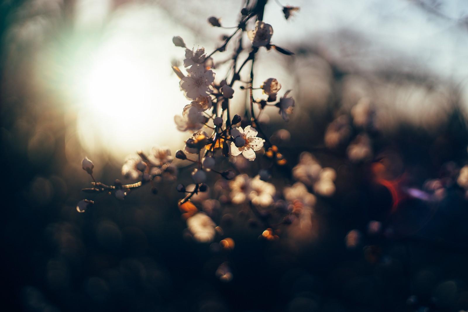 Une photo floue d'un arbre avec des fleurs au premier plan (floraison, fleurs, cerise, feuilles, nature)