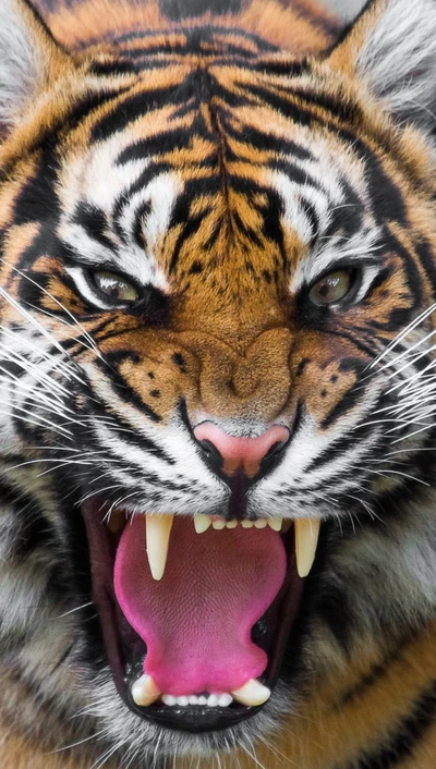 Tigre feroz mostrando ira con los dientes al descubierto