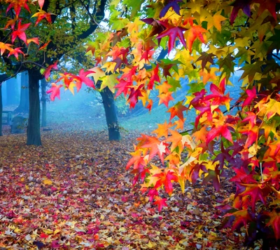 farbe, herbst, wald, blatt, blätter