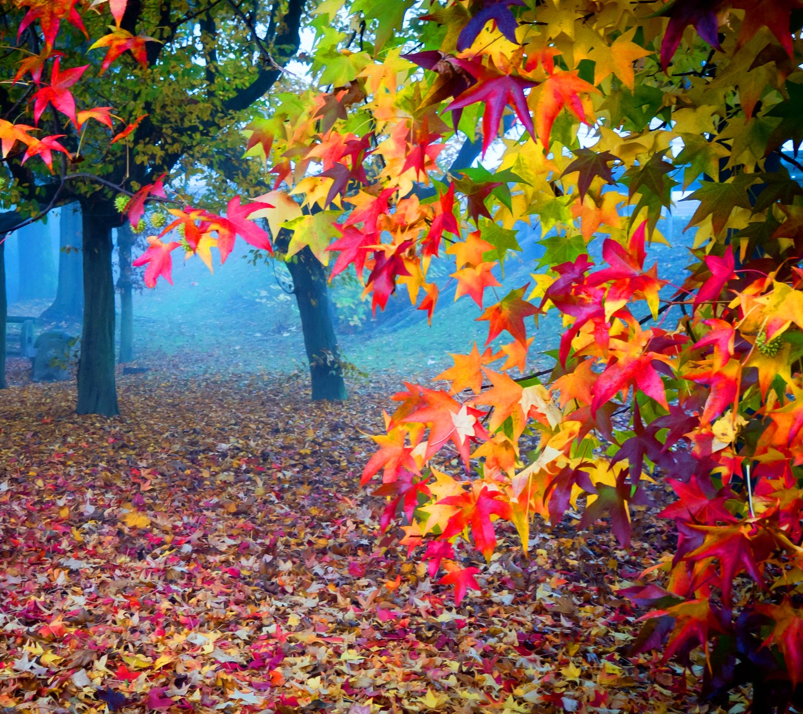 Des feuilles sur le sol dans un parc avec un banc et des arbres (couleur, automne, forêt, feuille, feuilles)