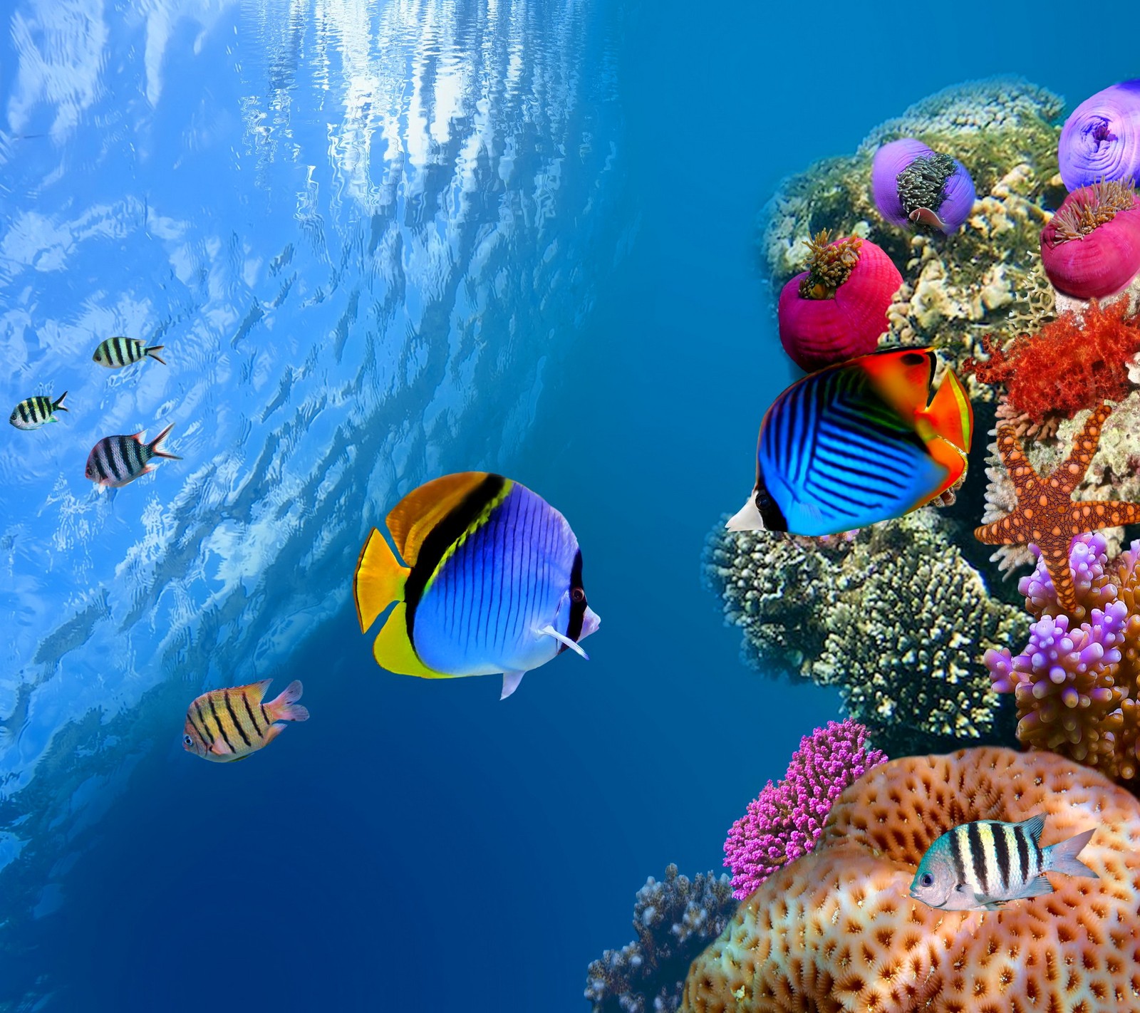 Hay muchos peces diferentes nadando juntos en el océano (coral, peces, tropical, subacuático)