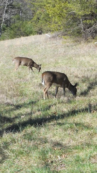 Cerfs broutent dans un paysage naturel serein