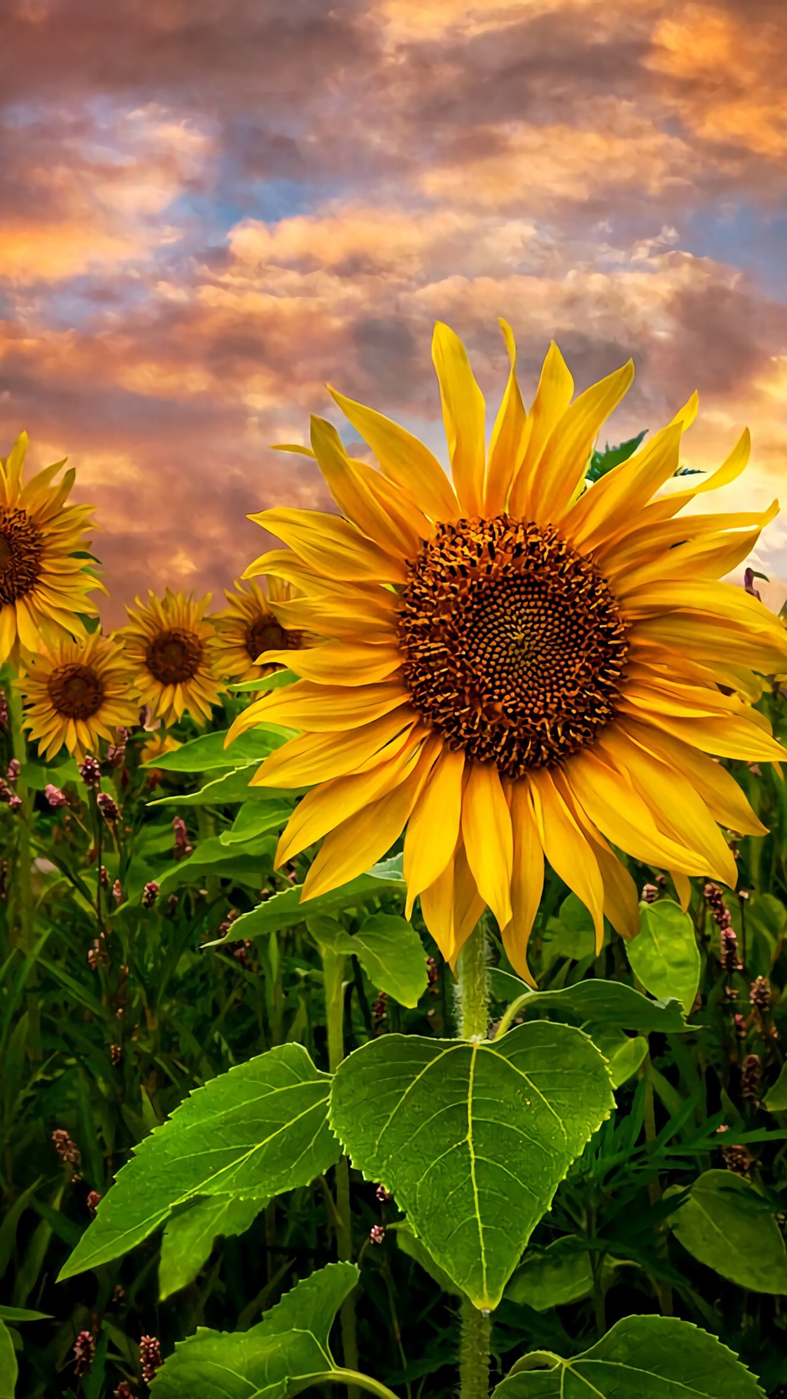 Un campo de girasoles con un atardecer de fondo (djvishal, hdflwr)