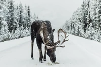 moose, animal, snow, hunt, zedgehunt