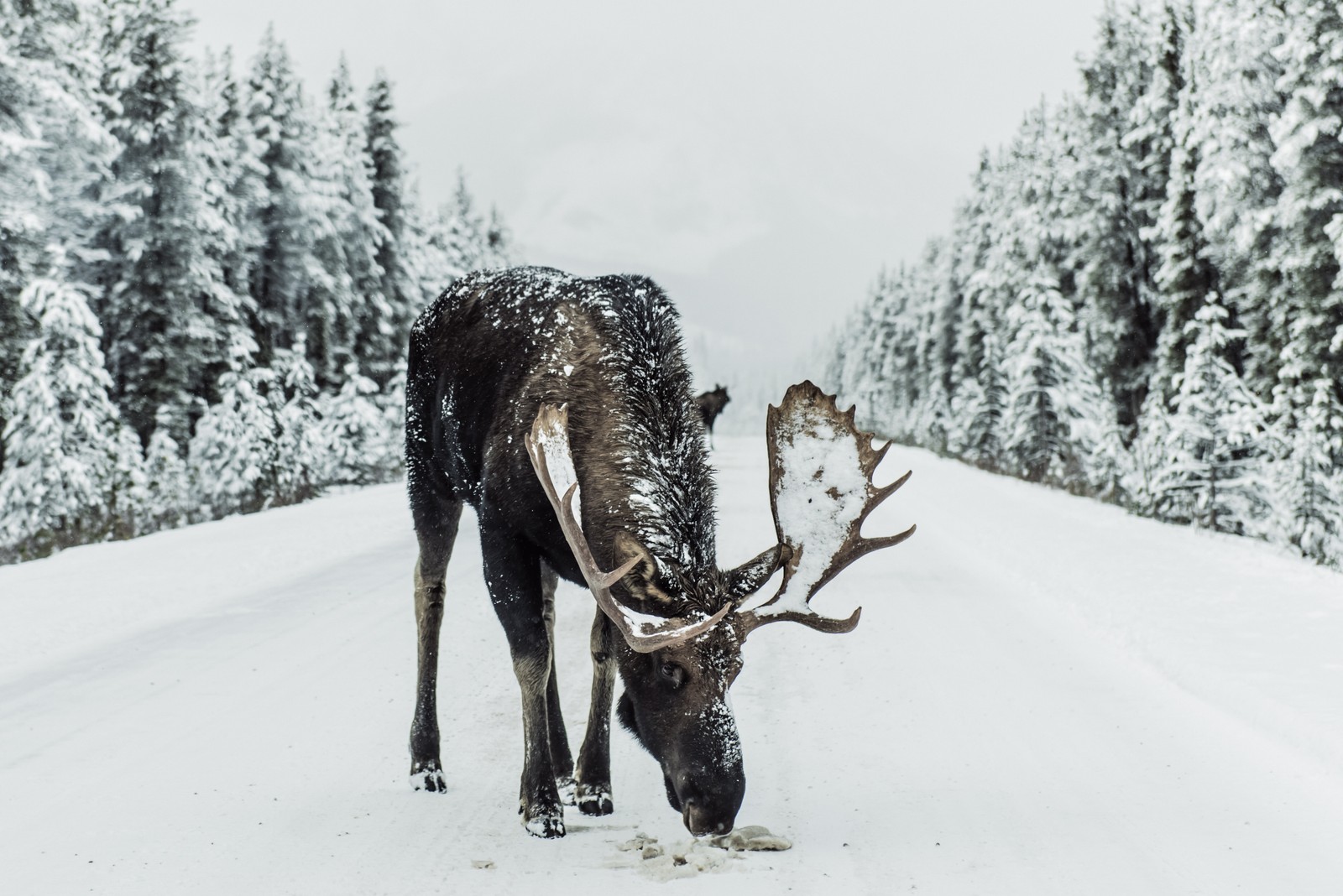 Baixar papel de parede alce, animal, neve, caça, zedgehunt