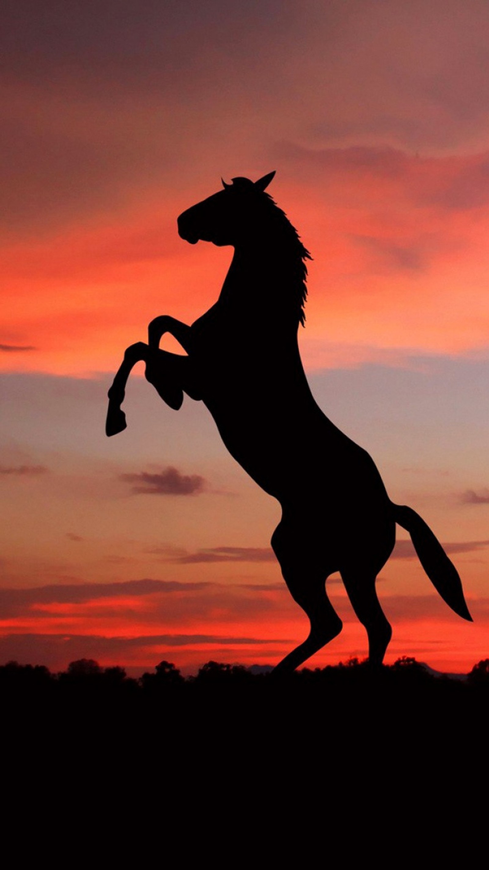 Silhouette de un caballo relinchando en el atardecer (animales, caballo, atardecer)