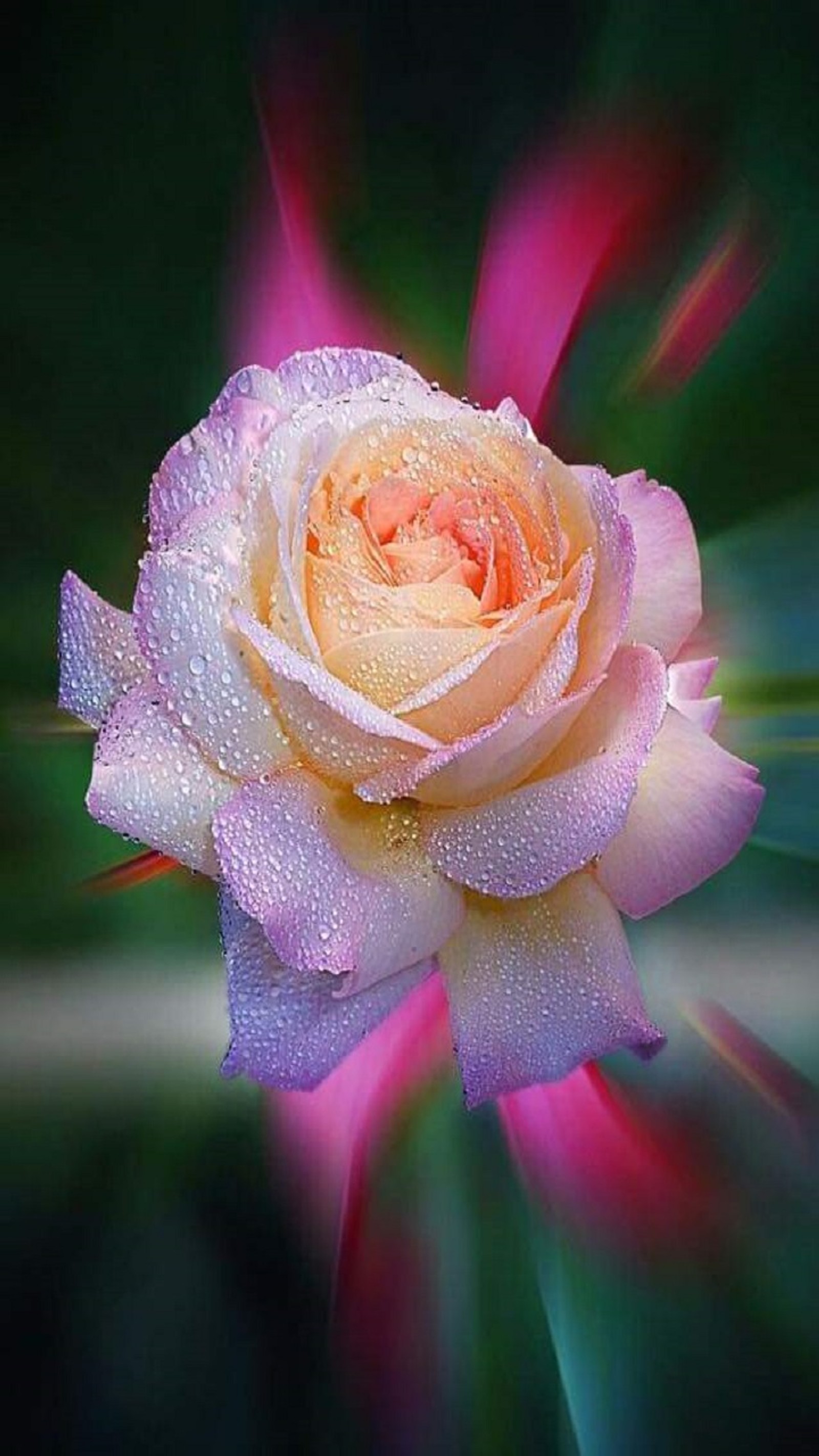 Uma rosa desfocada com gotas de água em uma foto borrada (gotas, flor, rosa)