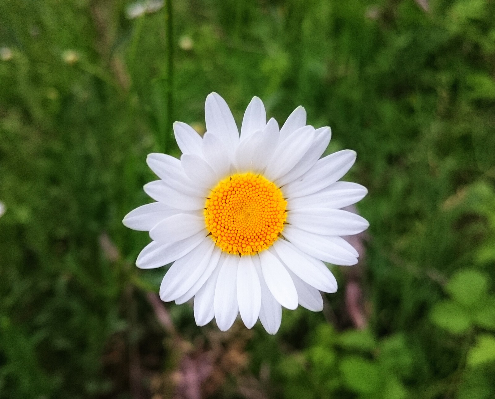 A close up of a white flower with a yellow center (flower, groups, highland)