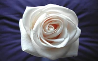 fleur, nature, rose, blanc