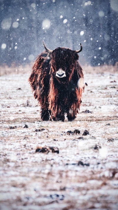 Vaca de las tierras altas en un paisaje invernal nevado.