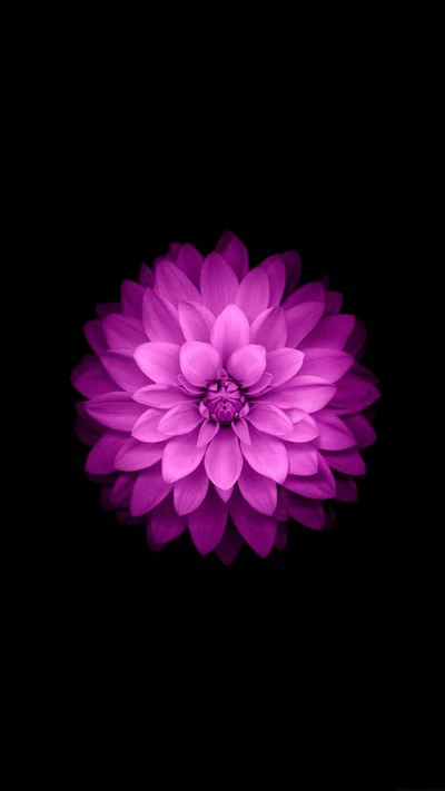 Vibrant Pink Flower Against a Black Background