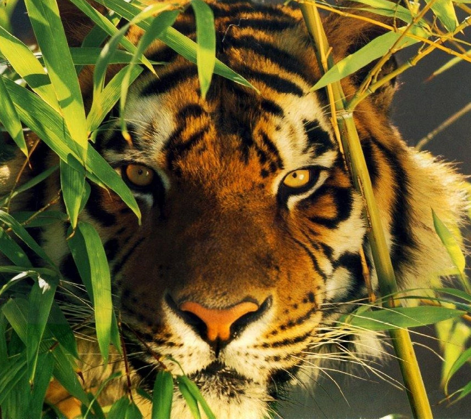 Tiger in the wild looking at the camera through the branches (animales, animals, arbustos, felinos, tiger)