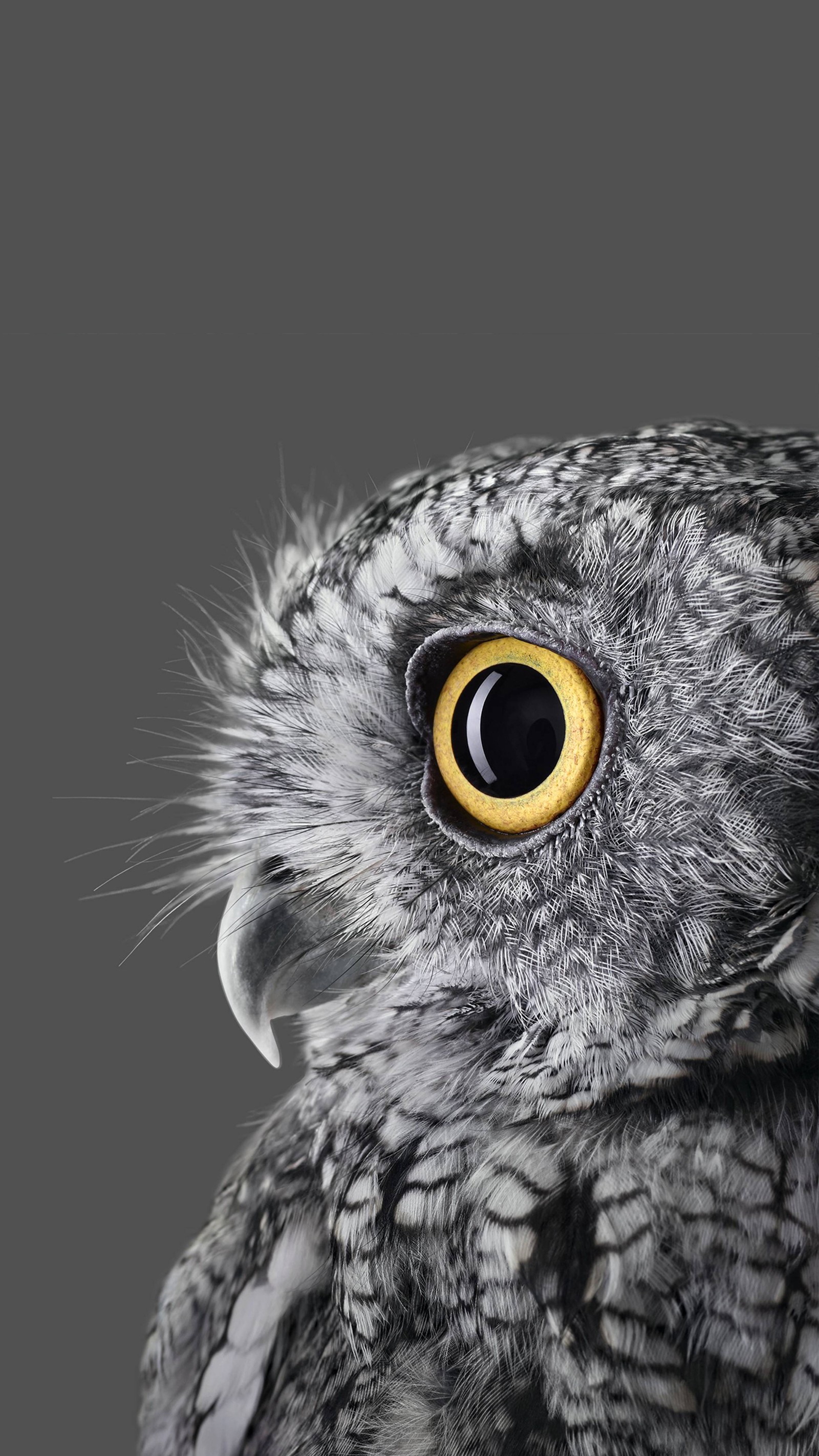 There is a close up of a owl with a yellow eye (gray, owl)