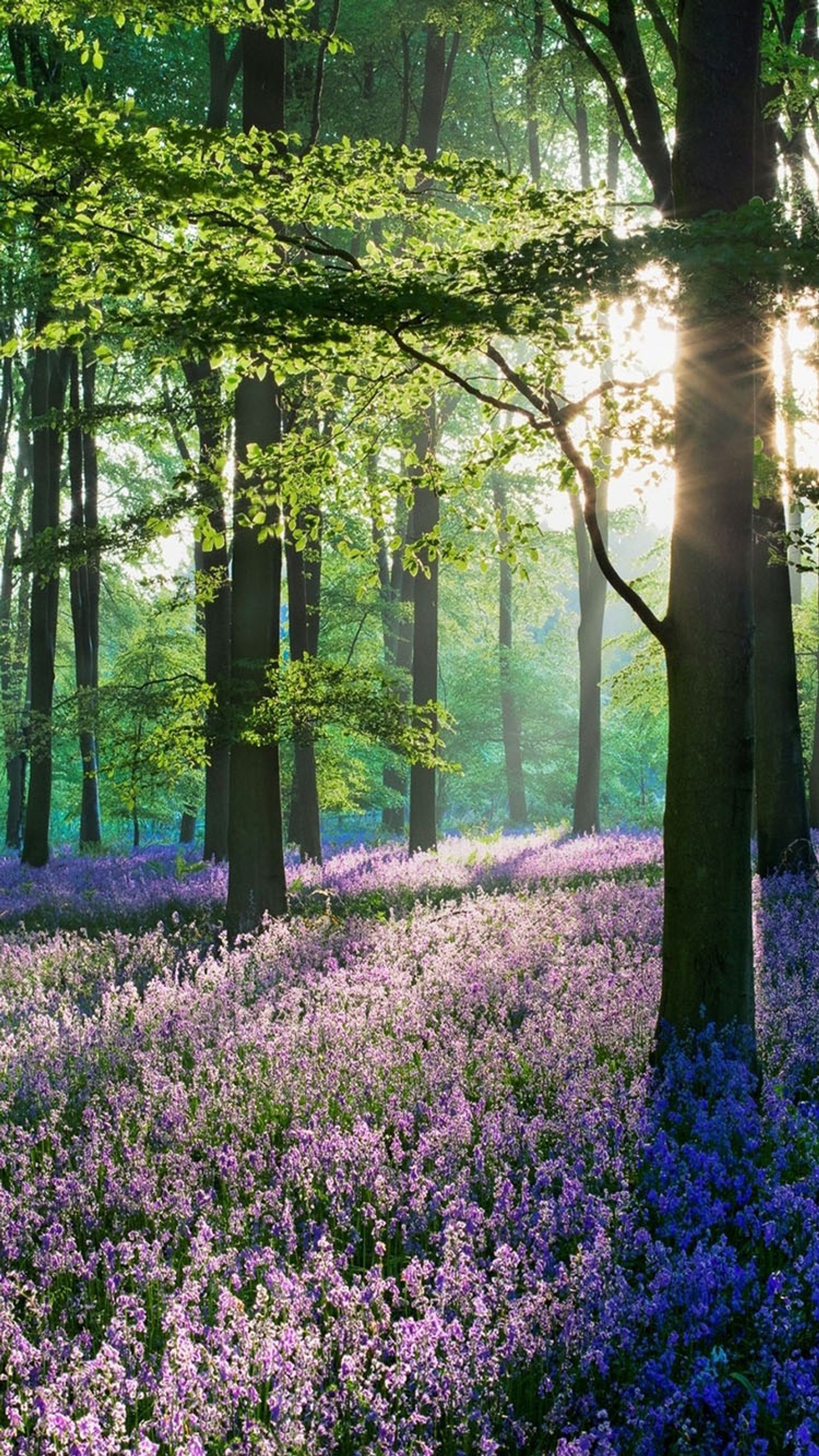 Descargar fondo de pantalla bosque, primavera