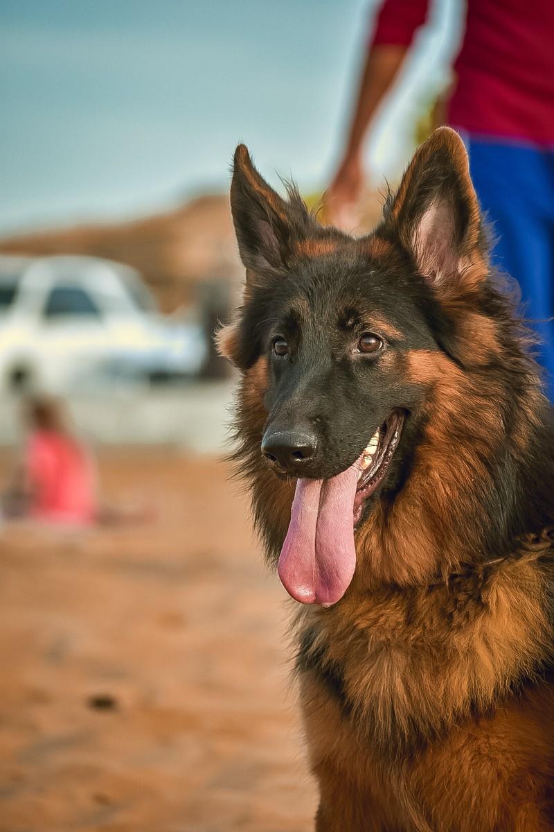 Собака сидит на пляже, высунув язык (animalphotography, natureshoot)