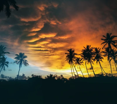 clouds, palm tree