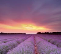 Campos de lavanda vibrantes sob um céu de pôr do sol