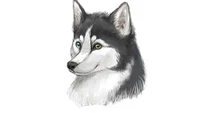 sibirischer husky, sakhalin husky, alaskan klee kai, hunderasse, husky