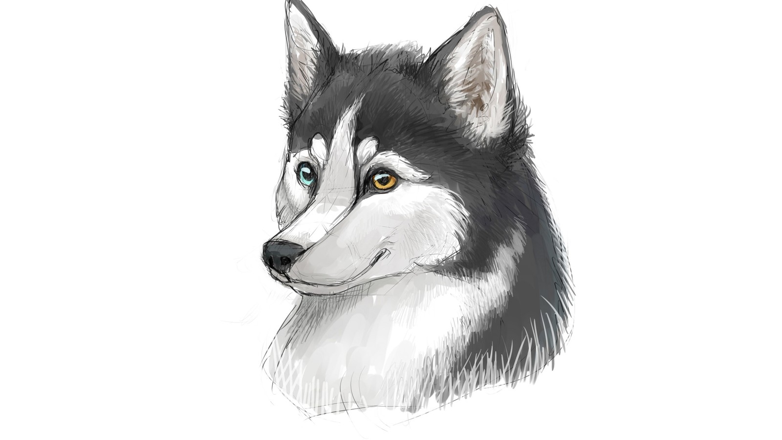 Zeichnung eines husky-hundes mit blauen augen (sibirischer husky, sakhalin husky, alaskan klee kai, hunderasse, husky)