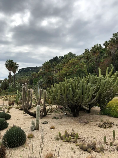 Paysage de broussailles diversifié avec des cactus et des palmiers