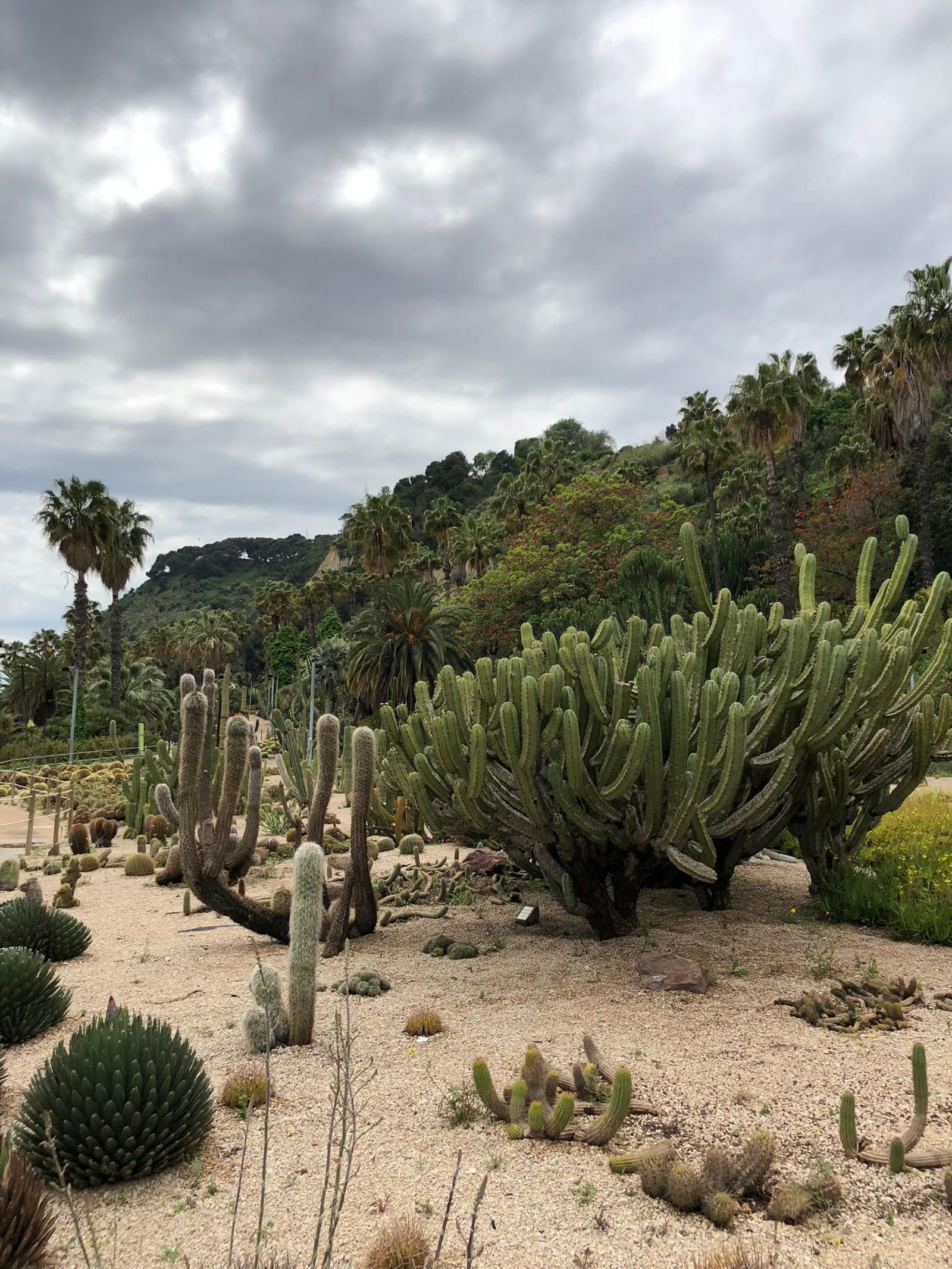 Há muitas plantas de cactos no deserto em um dia nublado (vegetação, bioma, arbustos, planta, comunidade vegetal)