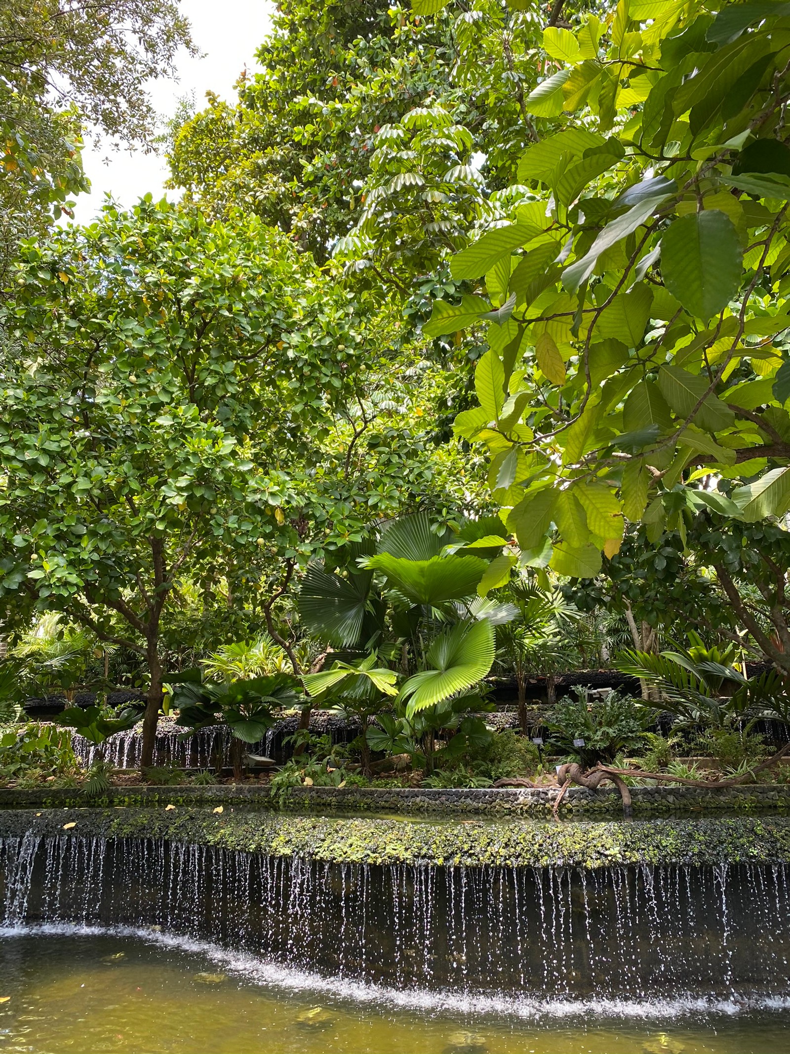 Il y a une petite chute d'eau au milieu d'un étang (eau, forêt riveraine, végétation, marais, feuille)