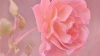 rose, petal, pink, flower, garden roses wallpaper