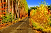 Autumn Pathway Through a Vibrant Forest of Golden Leaves