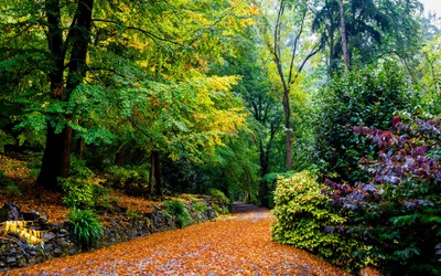 Herbstweg durch einen lebhaften Wald, umgeben von buntem Laub und üppiger Vegetation.