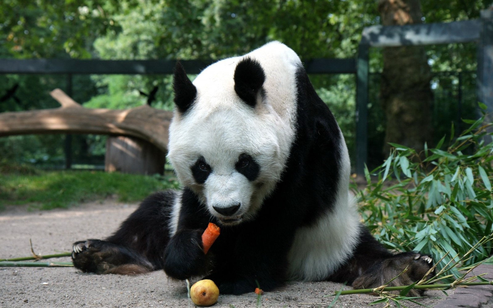 Un panda mangeant une carotte sur le sol devant une clôture (panda géant, animal terrestre, ours, museau, zoo)