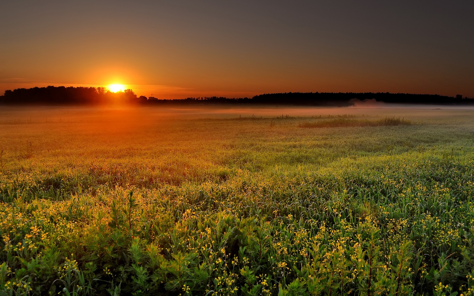 Un champ de fleurs jaunes avec le soleil se couchant en arrière-plan (coucher de soleil, lever de soleil, prairie, matin, nuage)