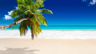 Tropisches Paradies: Ruhiger Strand mit Palme und kristallklarem Wasser