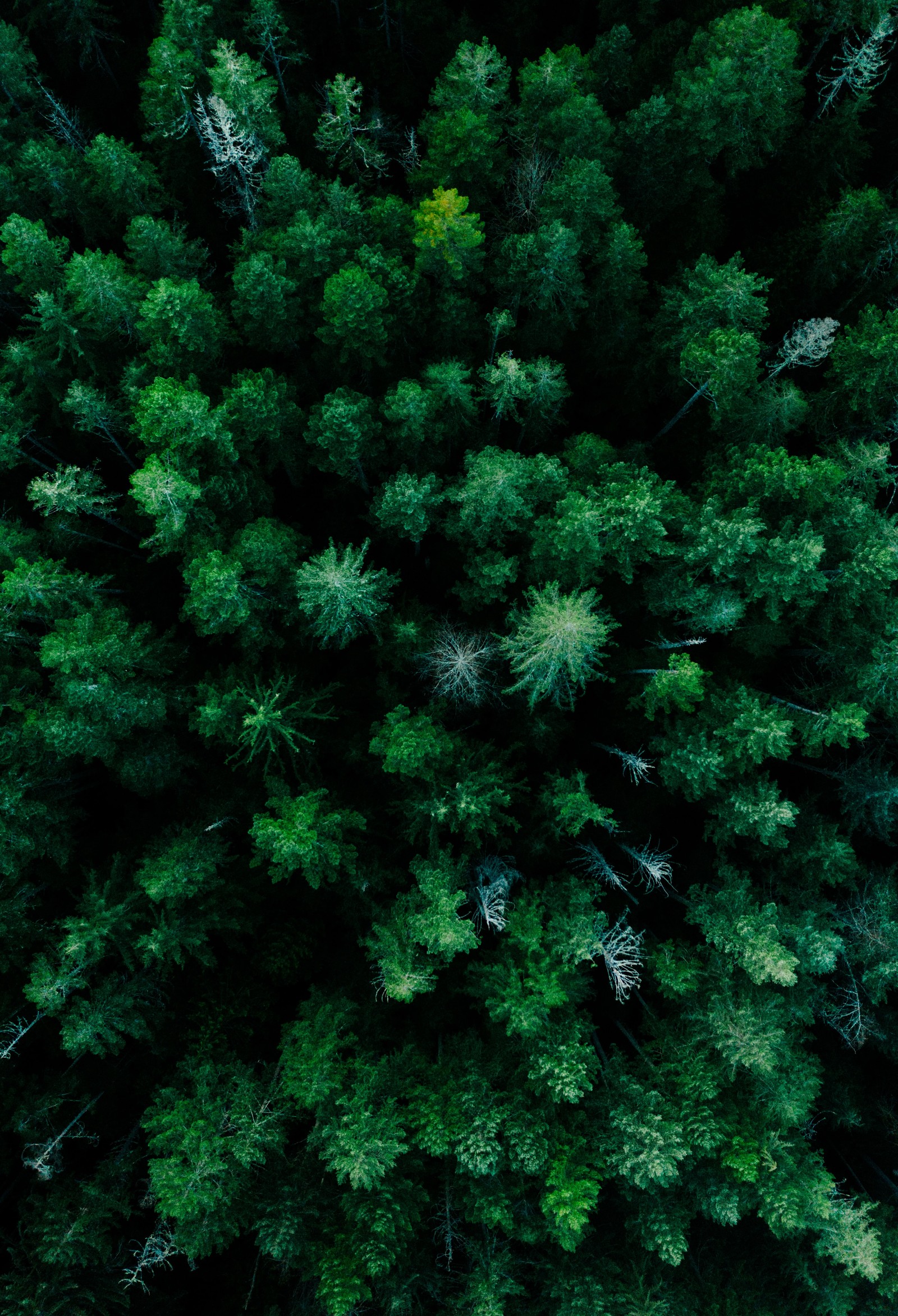 Vista aérea de un bosque con algunos árboles en el medio (comunidad vegetal, alerce, planta, planta terrestre, siempreverde)