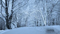 Pays des merveilles d'hiver : Un chemin forestier recouvert de neige