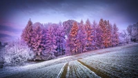 Bosque invernal besado por la escarcha al amanecer en Polonia